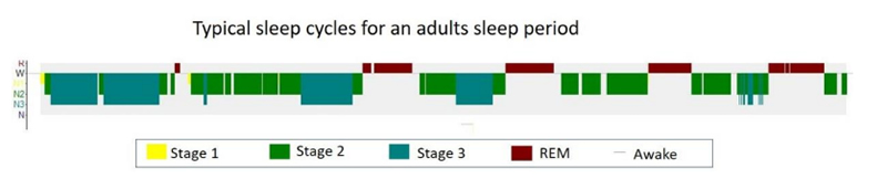 Sleep cycles